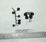 Click for 1 image(s) for this accession. FRUIT